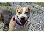 Adopt Leena a White Beagle / American Pit Bull Terrier / Mixed dog in Buena