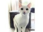 Adopt Olaf a White Turkish Van (short coat) cat in Mooresvillle, NC (39078448)