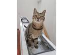 Adopt YoYo a Brown Tabby Tabby / Mixed (short coat) cat in Fremont