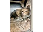 Adopt Darva - In Foster a Orange or Red Domestic Shorthair / Domestic Shorthair