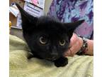 Adopt Plaid a All Black Domestic Shorthair / Domestic Shorthair / Mixed cat in