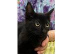 Adopt Tie Dye a All Black Domestic Shorthair / Domestic Shorthair / Mixed cat in