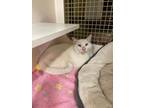 Adopt Sebastian a Cream or Ivory Siamese / Domestic Shorthair / Mixed cat in