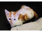 Adopt Dean a Orange or Red Tabby Tabby (short coat) cat in Las Vegas