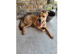 Adopt Nala a Brown/Chocolate - with Tan German Shepherd Dog / Labrador Retriever