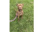 Adopt Churro a Brown/Chocolate - with White Pit Bull Terrier / Mixed dog in