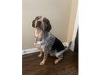 Adopt Valentino a Tricolor (Tan/Brown & Black & White) Beagle / Australian