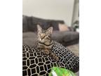 Adopt Angel a Tiger Striped American Shorthair (short coat) cat in Orlando