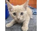 Adopt Santino a Orange or Red Domestic Shorthair / Mixed cat in Montgomery