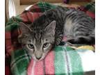 Adopt Victor a Gray, Blue or Silver Tabby Domestic Shorthair / Mixed (short