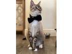 Adopt Mister a Gray, Blue or Silver Tabby Snowshoe / Mixed (medium coat) cat in