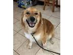 Adopt Delilah a Tan/Yellow/Fawn - with White Golden Retriever / Great Pyrenees /