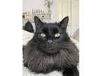 Adopt Max a Black (Mostly) Maine Coon / Mixed (long coat) cat in East Moriches