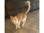 Adopt Garfield a Tan or Fawn Tabby / Mixed (short coat) cat in Hagerstown