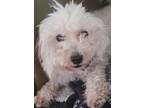 Adopt Violet a White Bichon Frise / Mixed dog in Huntington, NY (39077874)