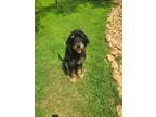 Adopt Bently a Black - with Tan, Yellow or Fawn Black and Tan Coonhound / Mixed