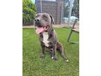 Adopt Lineman a Gray/Blue/Silver/Salt & Pepper Staffordshire Bull Terrier /