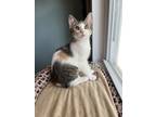 Adopt Tully a Spotted Tabby/Leopard Spotted Domestic Shorthair / Mixed cat in