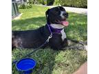 Adopt Luna a Black - with White American Pit Bull Terrier / Mutt / Mixed dog in