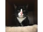 Adopt Kisses a All Black Domestic Shorthair / Domestic Shorthair / Mixed cat in
