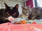 Adopt Socrates a Gray or Blue Domestic Shorthair / Domestic Shorthair / Mixed