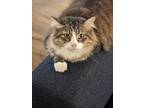 Adopt Lizzie a Gray or Blue (Mostly) Norwegian Forest Cat / Mixed (medium coat)