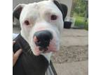 Adopt Ghost a Black - with White Pit Bull Terrier / Mixed dog in Holland