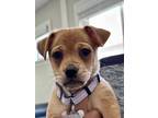 Adopt AXEL a Red/Golden/Orange/Chestnut Pug / Puggle / Mixed dog in Huntington
