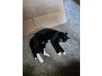 Adopt Qtip a Black & White or Tuxedo American Shorthair / Mixed (short coat) cat