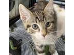 Adopt Charish a Gray or Blue Domestic Shorthair / Mixed cat in Spanish Fork