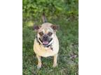 Adopt Maybell a Tan/Yellow/Fawn Pug / Beagle / Mixed dog in Valley Village