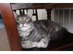 Adopt Leo a Gray or Blue Domestic Mediumhair / Mixed (medium coat) cat in