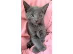 Adopt Dusty Miller a Gray or Blue Russian Blue (short coat) cat in Great Neck