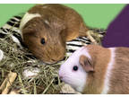 Adopt Chippy (Bonded w/ Dale) a Brown or Chocolate Guinea Pig / Guinea Pig /