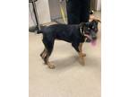 Adopt BABY a Black Rottweiler / Mixed dog in Fort Worth, TX (38934658)