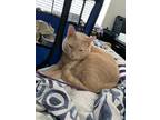 Adopt Oliver a Orange or Red American Shorthair (short coat) cat in Colorado