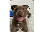 Adopt Cooper a Brown/Chocolate American Pit Bull Terrier / Labrador Retriever /