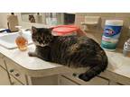 Adopt Maddie a American Shorthair cat in Skippack, PA (39076765)