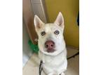 Adopt Sunny a White Husky / Mixed dog in Manitowoc, WI (38272250)