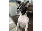 Adopt Chicago a Black - with White Boston Terrier / Mixed dog in Pearland