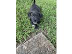 Adopt JACK a Black - with White Boxer / Beagle / Mixed dog in Lansing