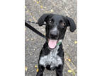 Adopt Pram a Black German Shorthaired Pointer / Mixed dog in E.