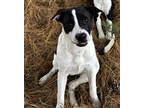 Adopt Wanda a White Hound (Unknown Type) / Mixed dog in Paducah, KY (39076506)