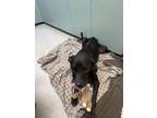 Adopt Bruno a Black - with White Labrador Retriever / Great Dane / Mixed dog in