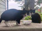 Adopt Mom a Black & White or Tuxedo Domestic Shorthair / Mixed (short coat) cat