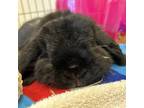 Adopt Buttons a Lionhead / Mixed rabbit in Bedford, NH (39076293)