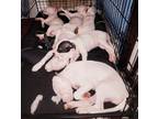 Adopt SNOW-WHITE a White - with Black American Pit Bull Terrier / Mixed dog in