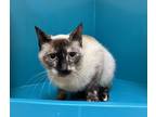 Adopt Em a Cream or Ivory Domestic Shorthair / Domestic Shorthair / Mixed cat in