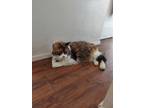 Adopt Reeses a Calico or Dilute Calico Calico / Mixed cat in Riverside