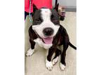 Adopt Meatball a Black Bull Terrier / Mixed dog in Anderson, IN (36077518)